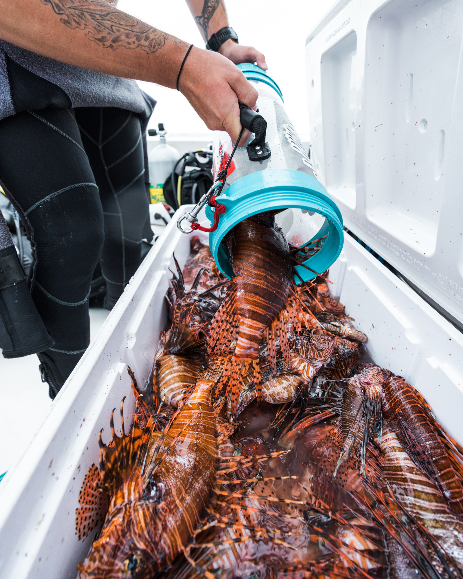 Emptying a tube of lionfish into a cooler.