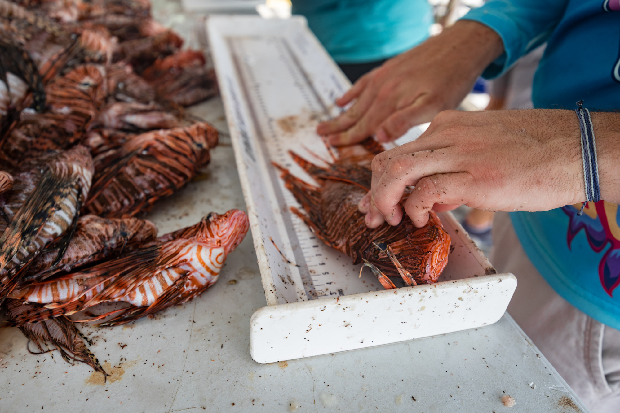 A woman measures the length of a lionfish.
