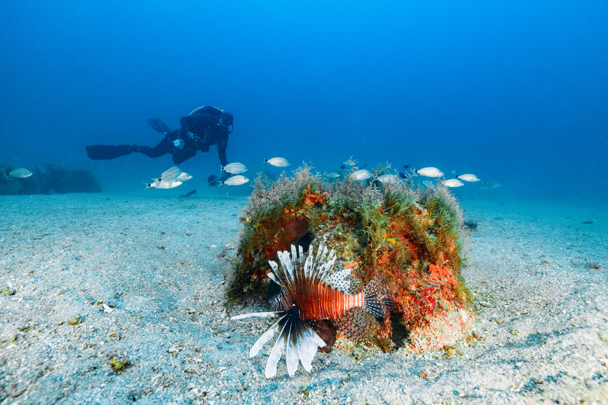 A scuba diver searches for lionfish hiding behind a rock.