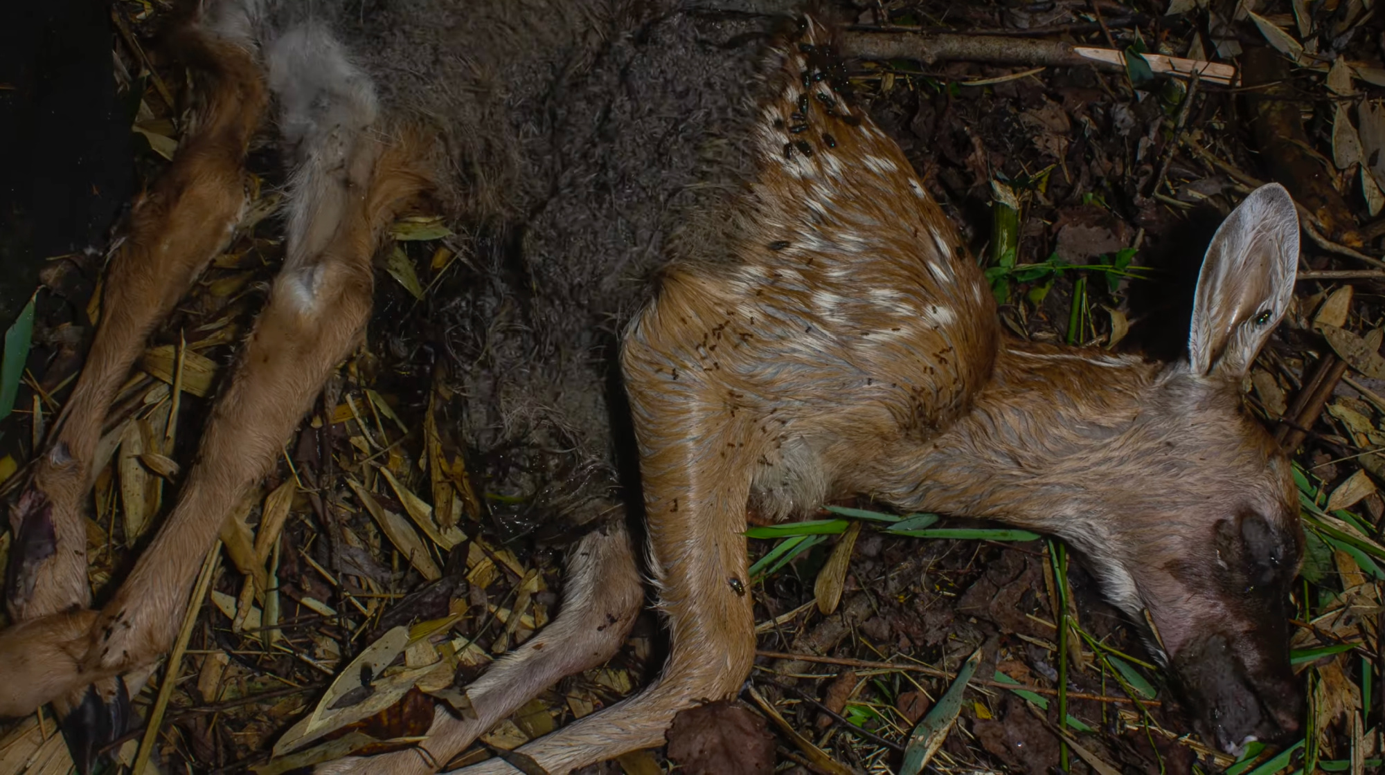 whitetail fawn decomposing video