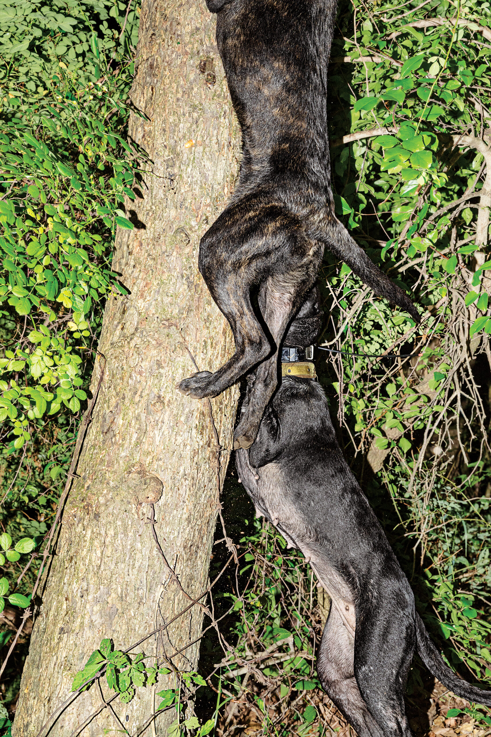 two dogs try to scale tree trunk