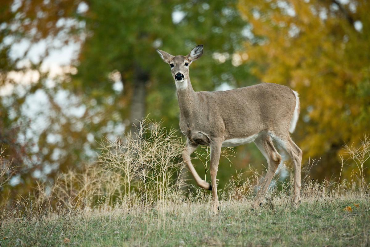 deer hunting approval