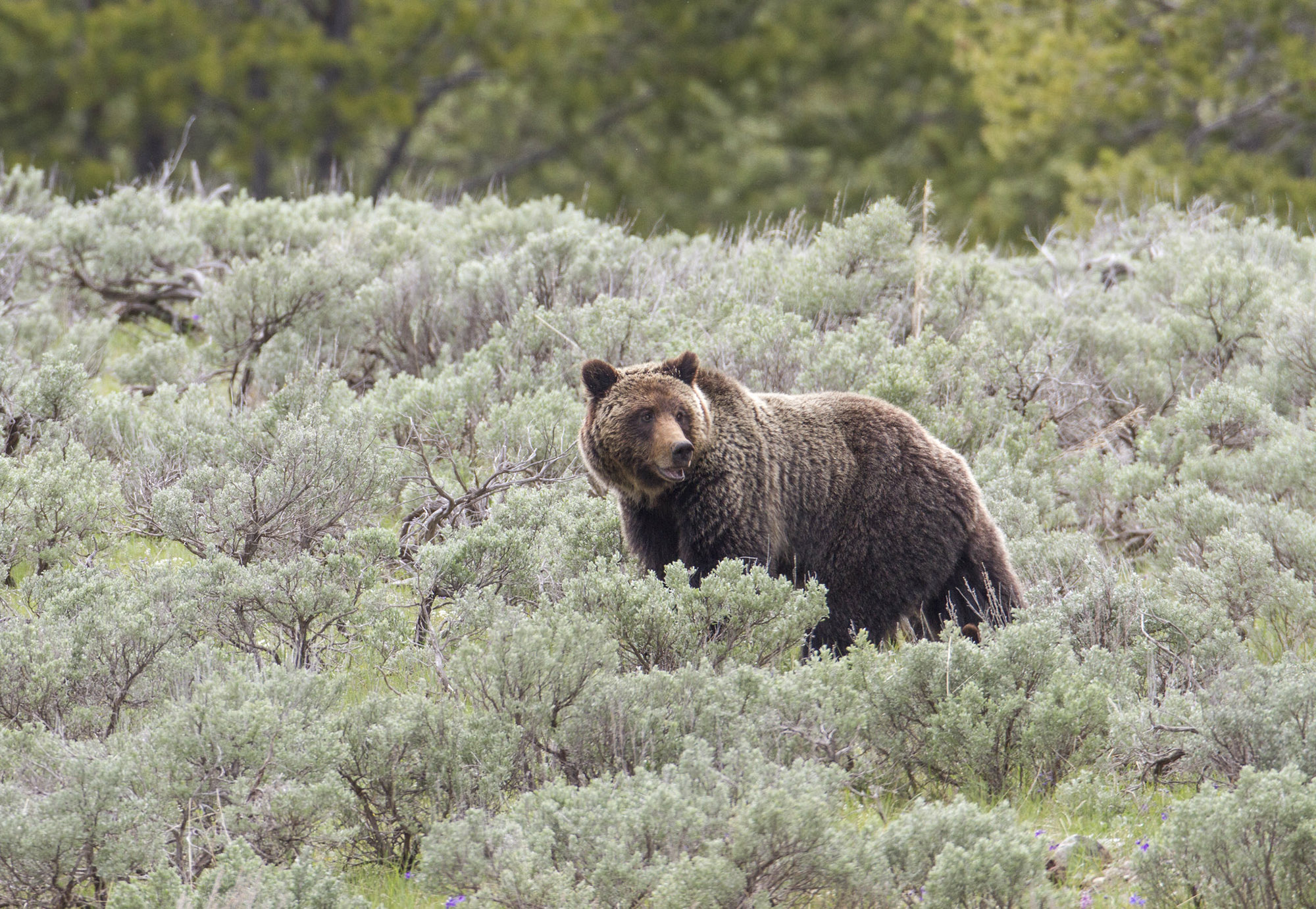 A grizzly bear in the Yellowstone ecosystem.