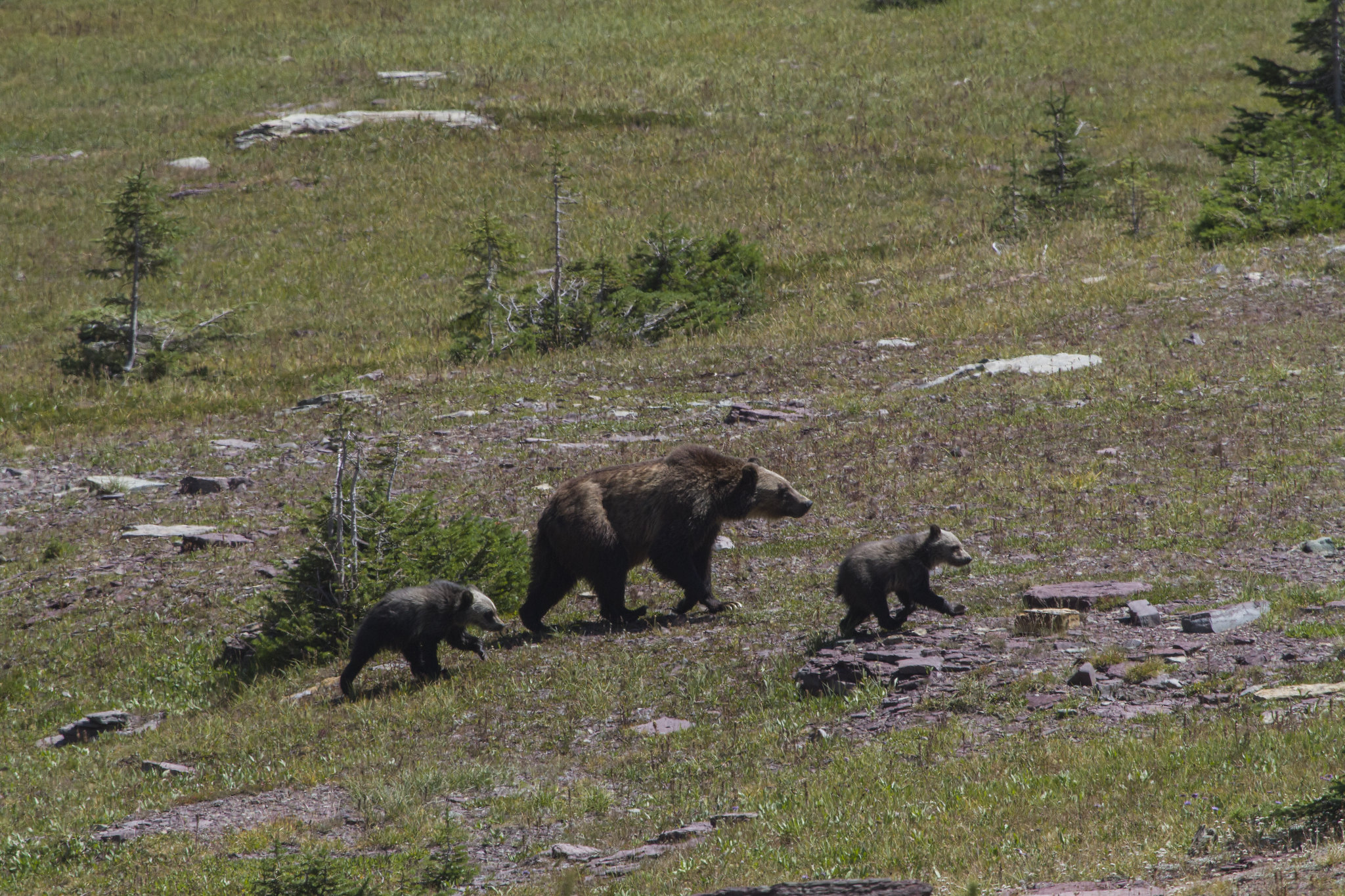 A grizzly sow walks with her cubs in Yellowstone.