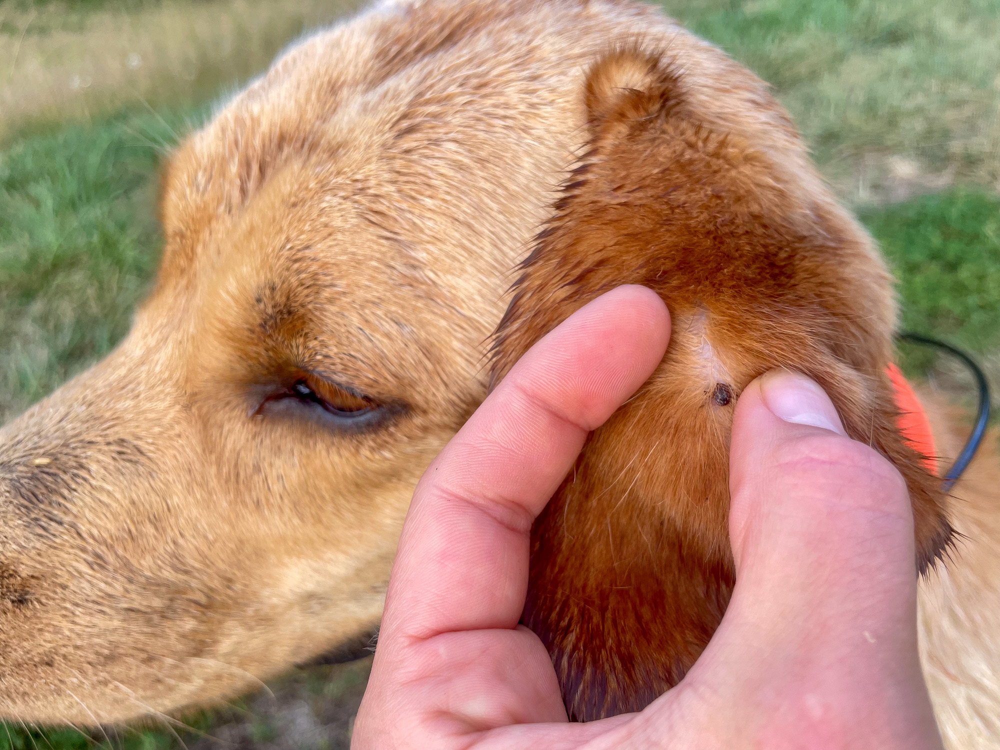 A tick embedded in a Labrador's ear.