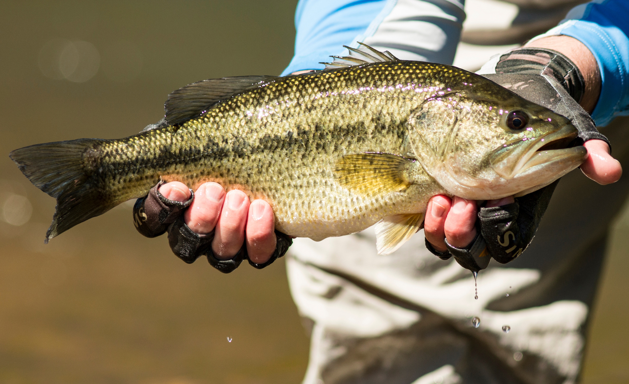largemouth bass vs smallmouth, largemouth bass being released
