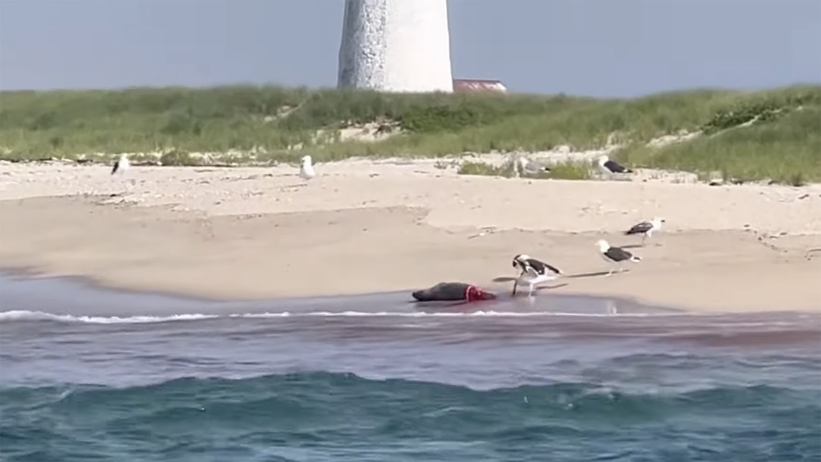 A shark attacked a seal near the beach in Nantucket, which washed ashore while injured.