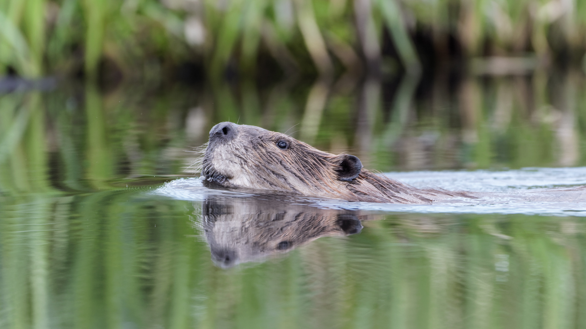 A beaver swimming in a Georgia lake bit a girl.
