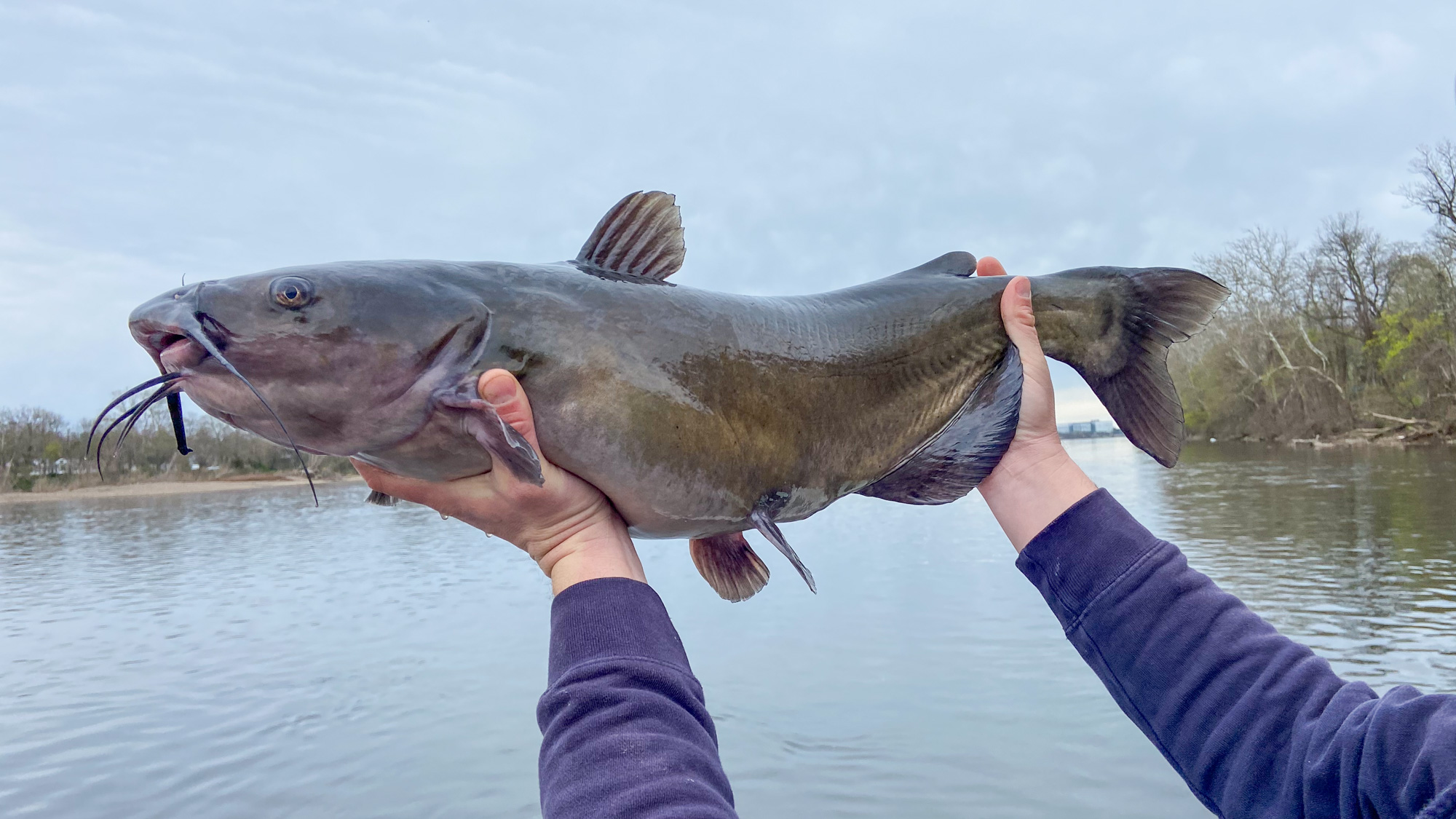 Catfish have spiny fins that can stab fishermen.