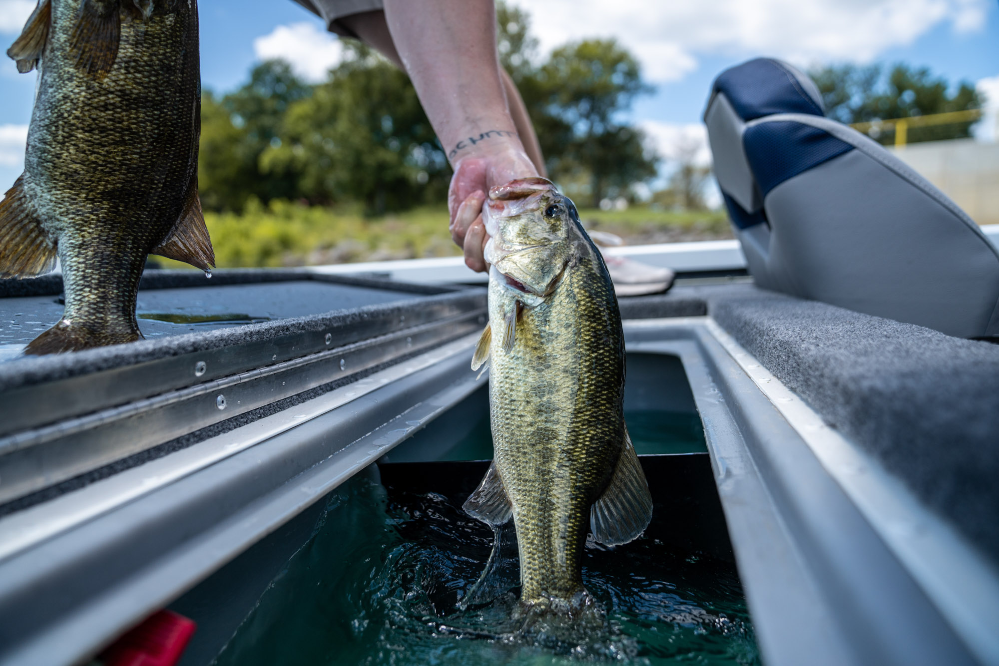 Pulling bass from a livewell.