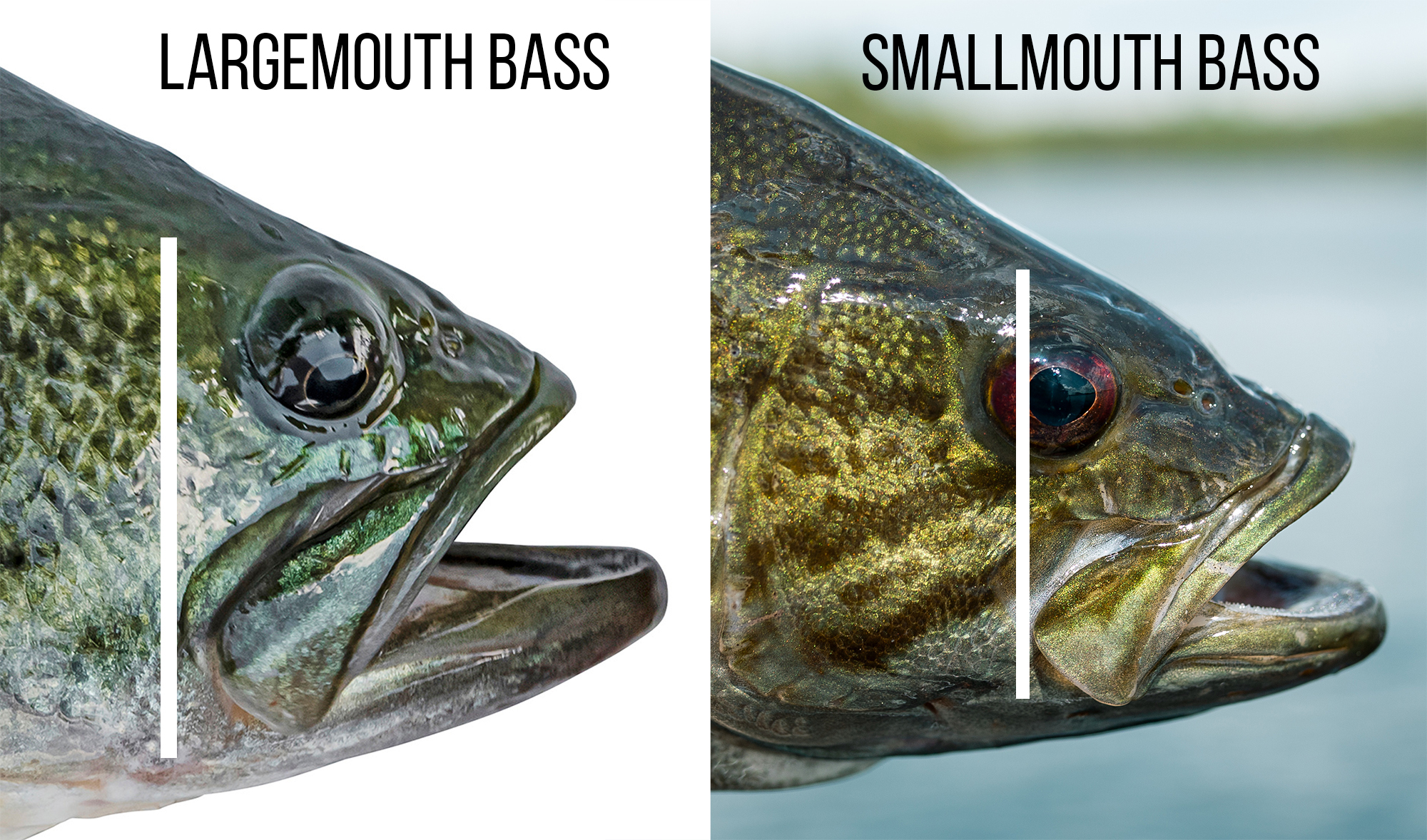 A largemouth bass' mouth extends past its eye, whereas a smallmouth's is closer in line to its eyeball.