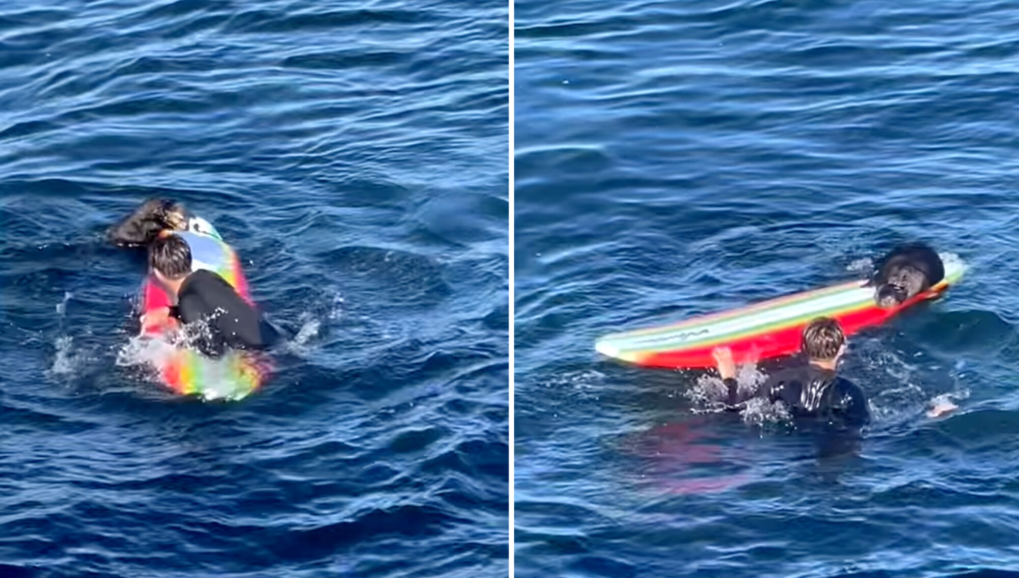 video sea otter charges surfer