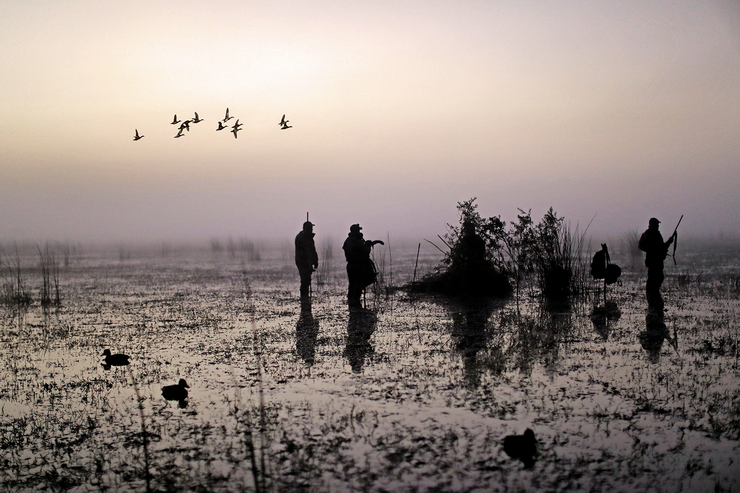 three silhouetted duck hunters prepare for day's hunt on swampy ground