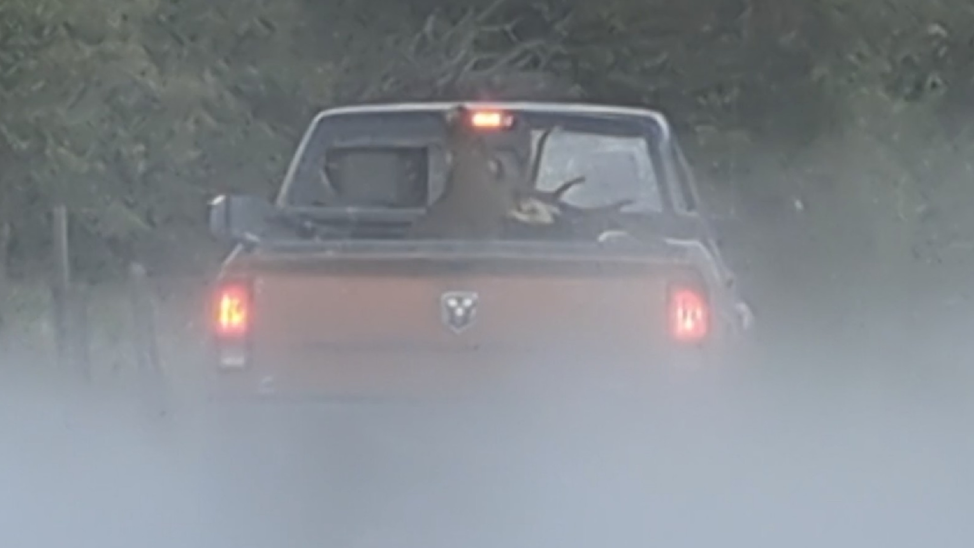 elk mount in bed of truck
