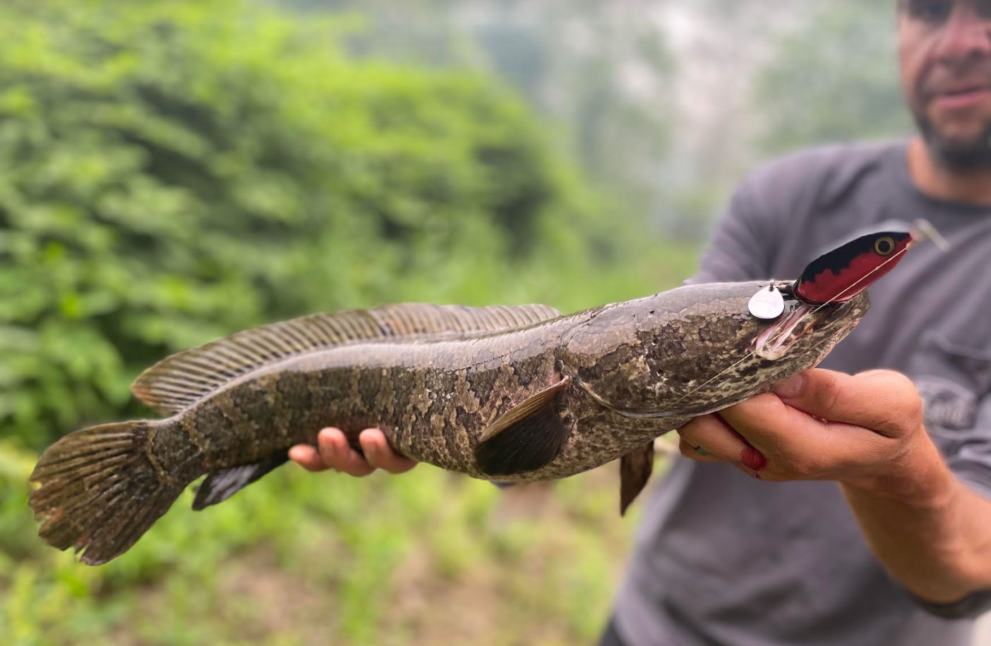 can you eat snakehead