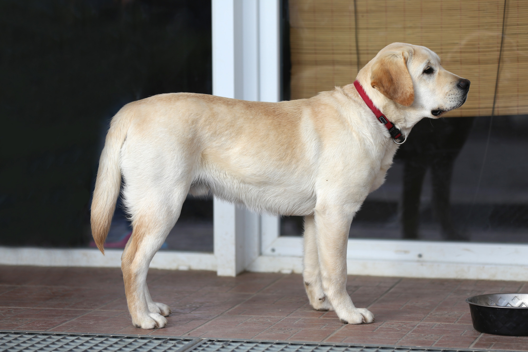 An English Lab has a blocky head, short legs, and straight tail