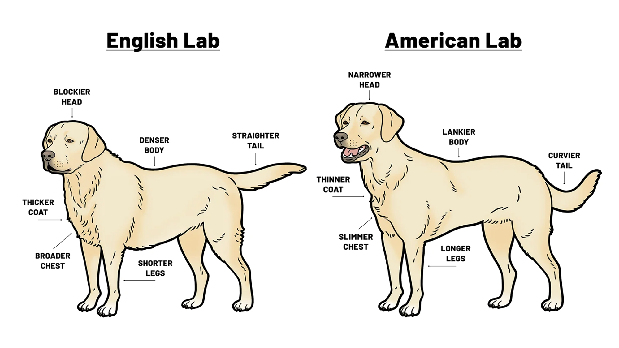 A Size Comparison of Purebred Dogs