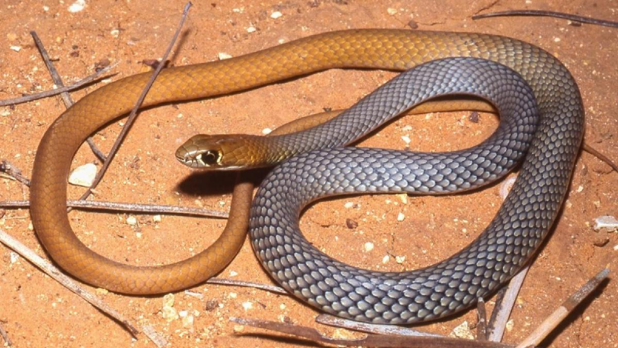desert whip snake in australia