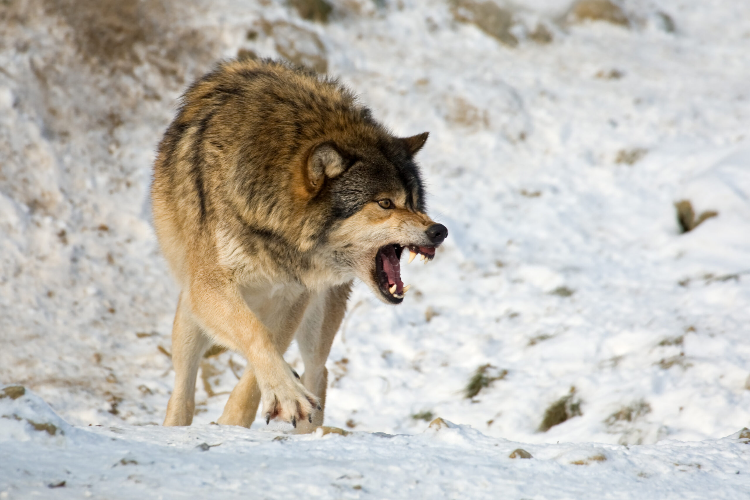 aggressive wolf encounters