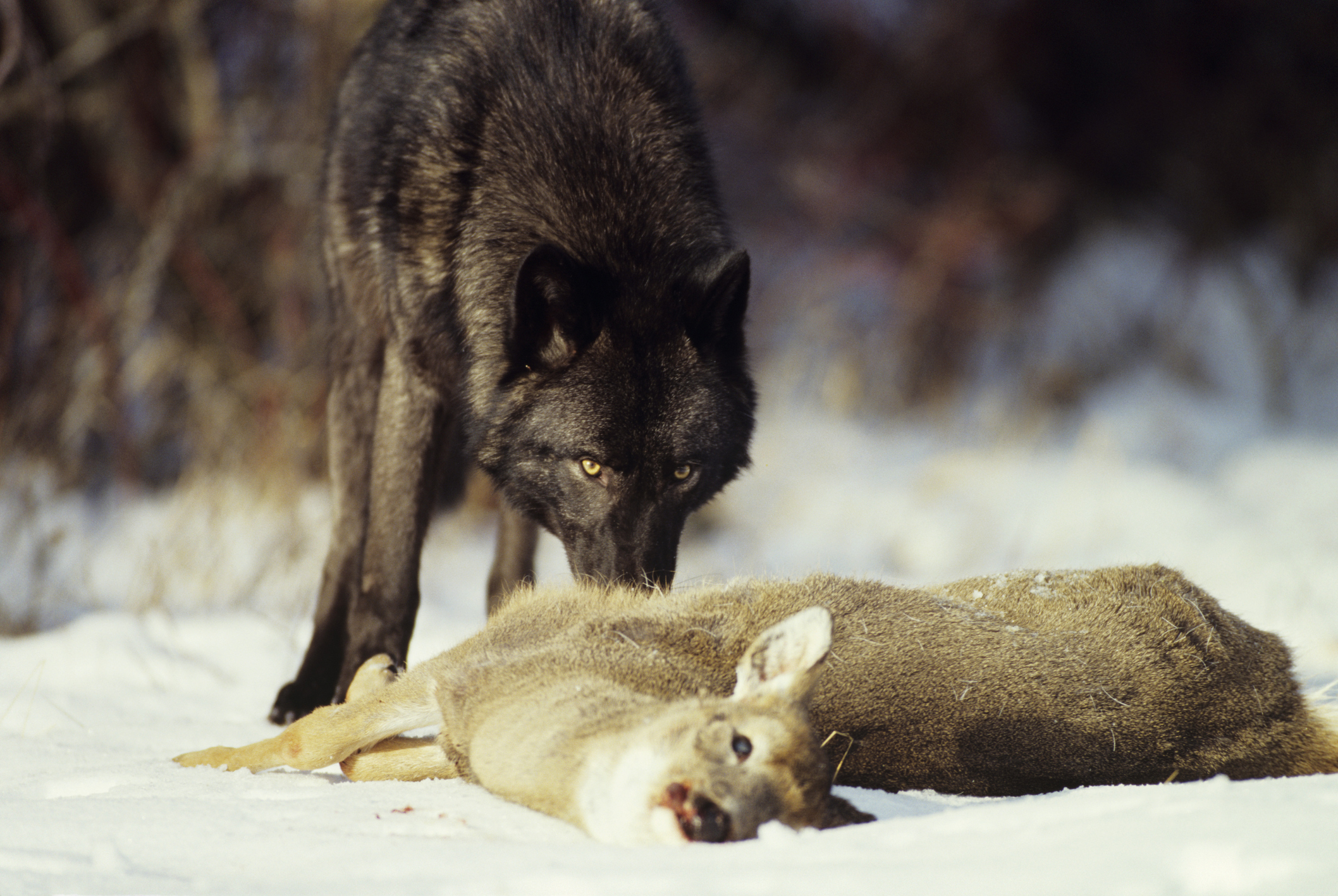 wolf encounter