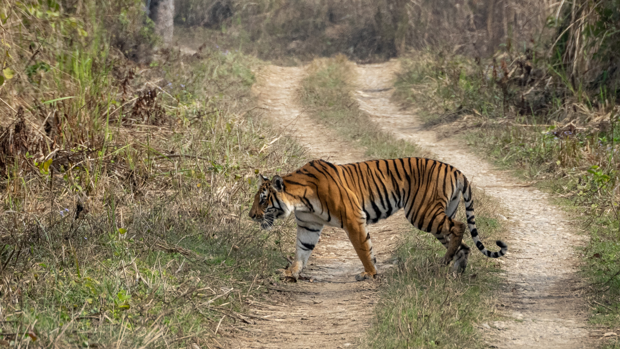 Tiger walking along road in Nepal