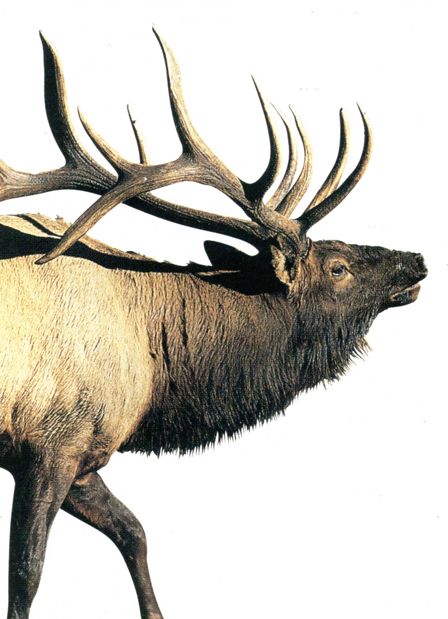 silhouette of front half of bull elk