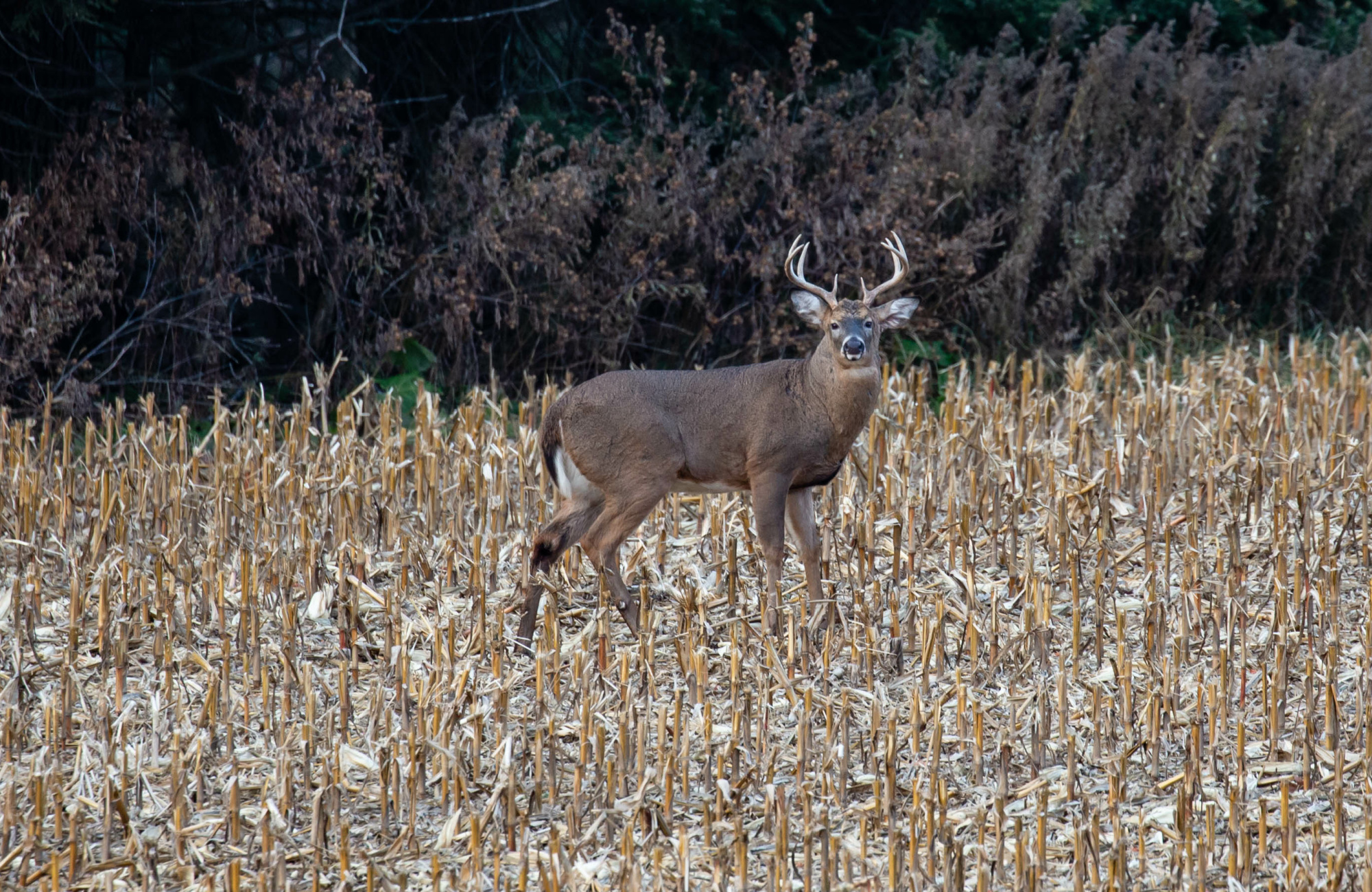 whitetail buck eating in cornfield