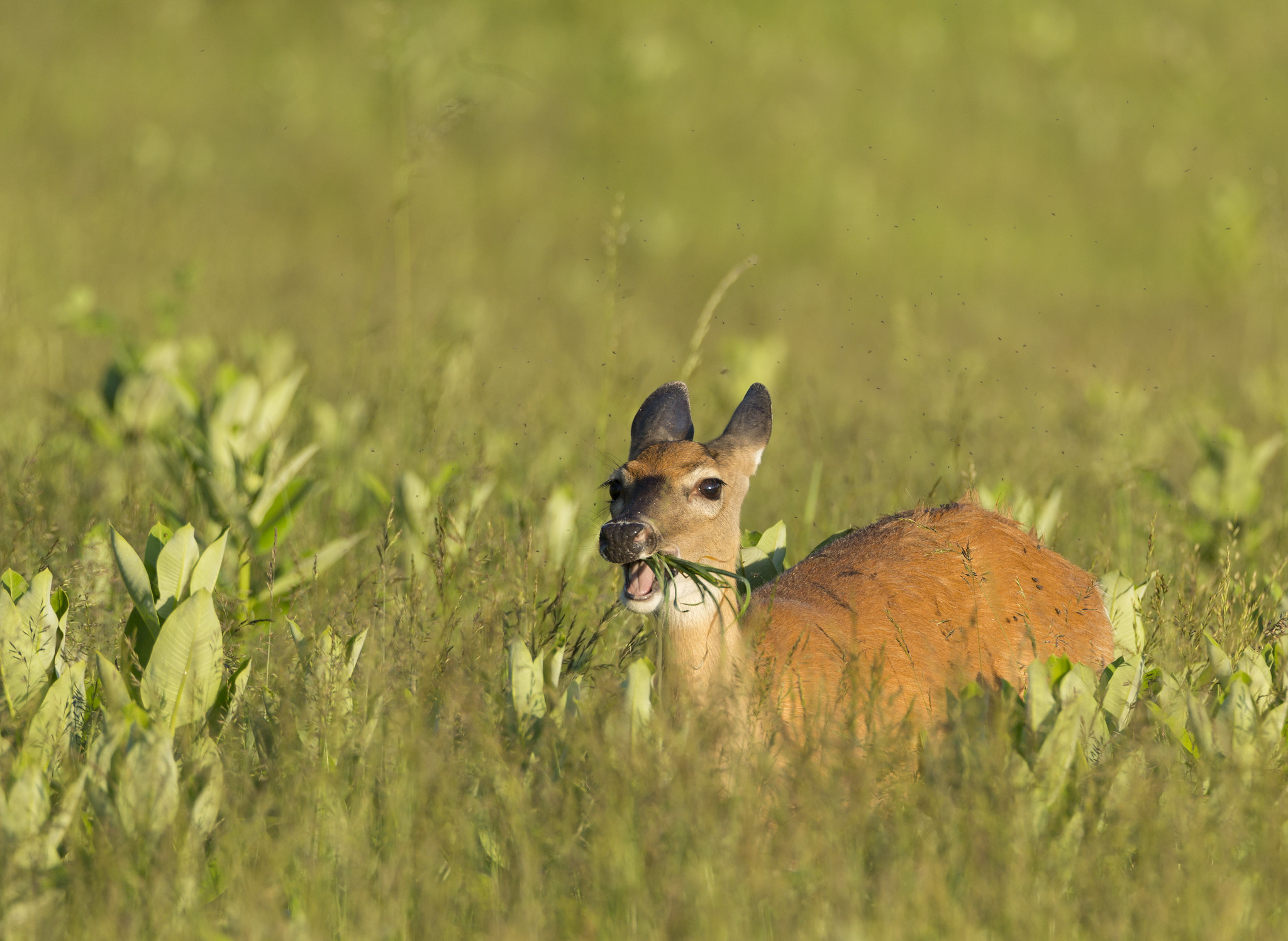 A whitetail deer eats grass in Tennessee.