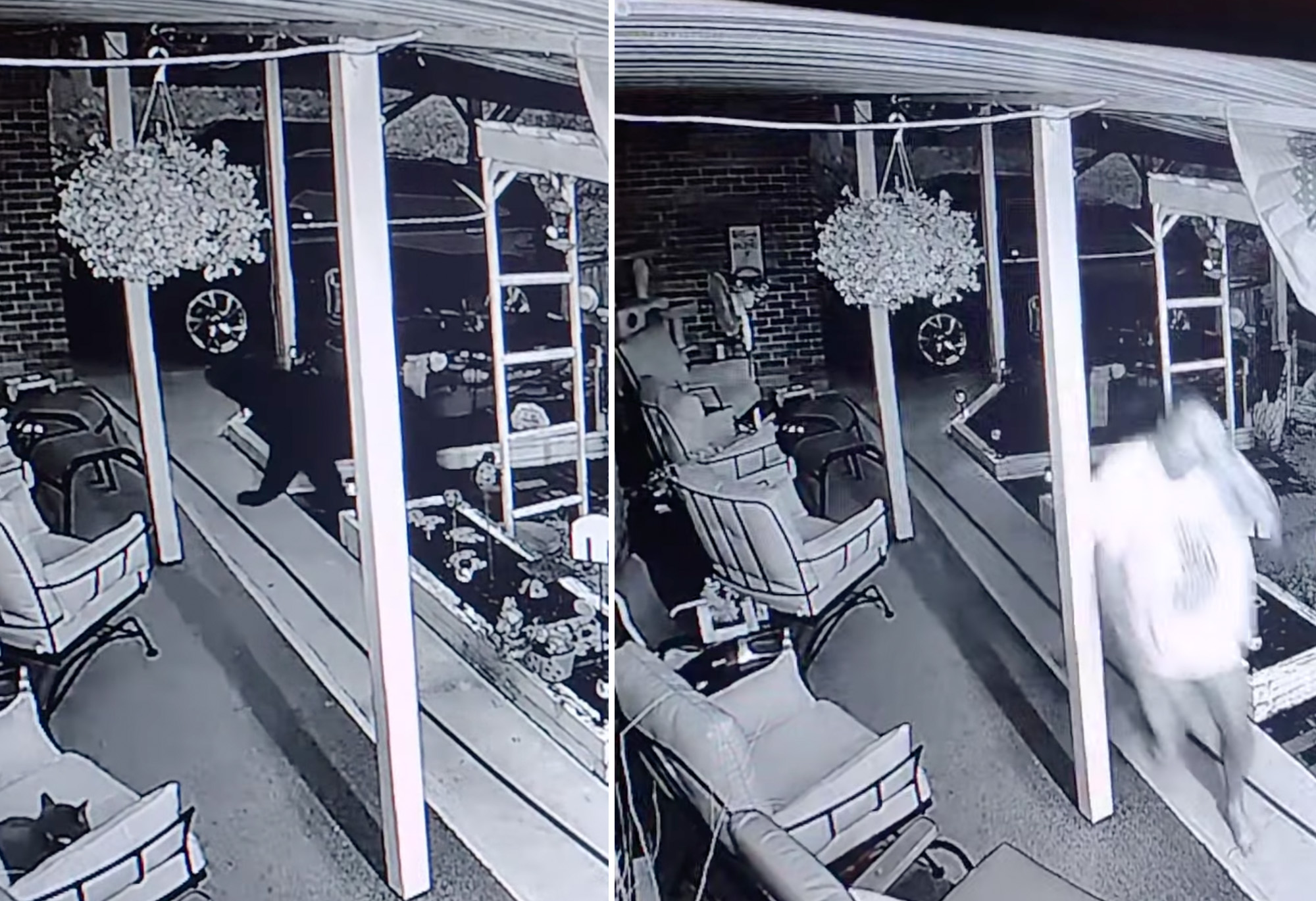 video black bear attacks man in his garage