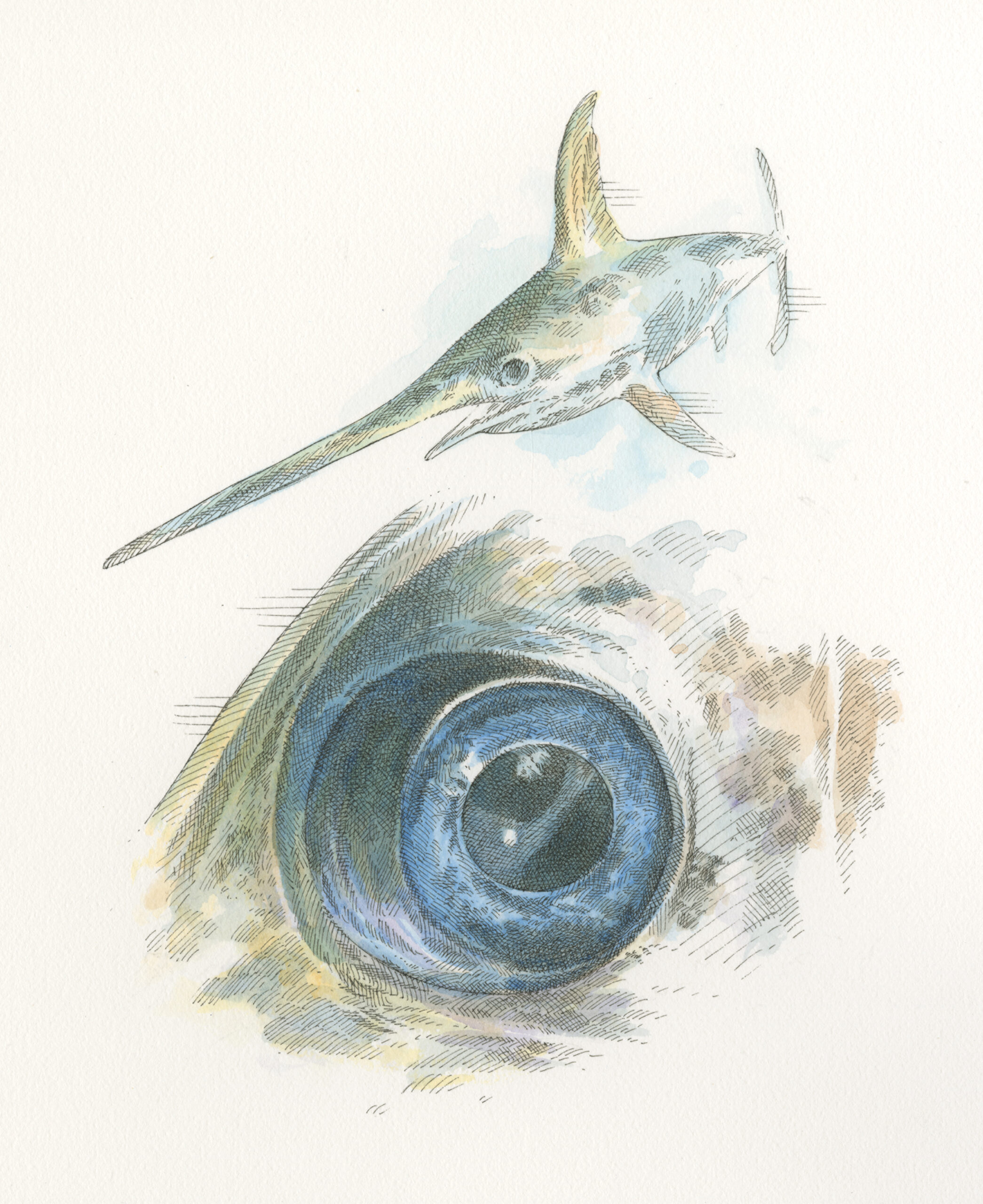 swordfish, and closeup of swordfish eye