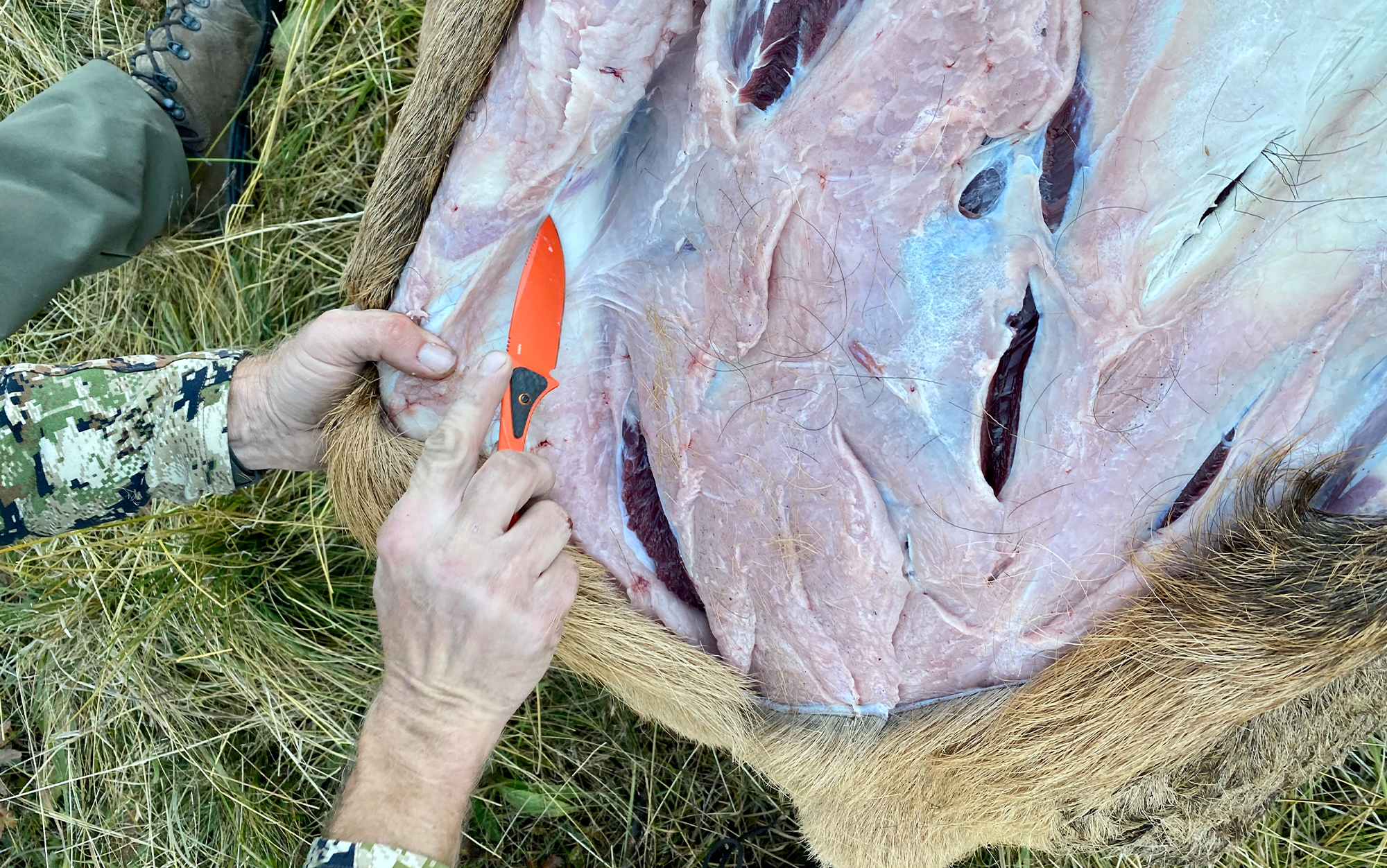 Hunter skins elk with Benchmade.