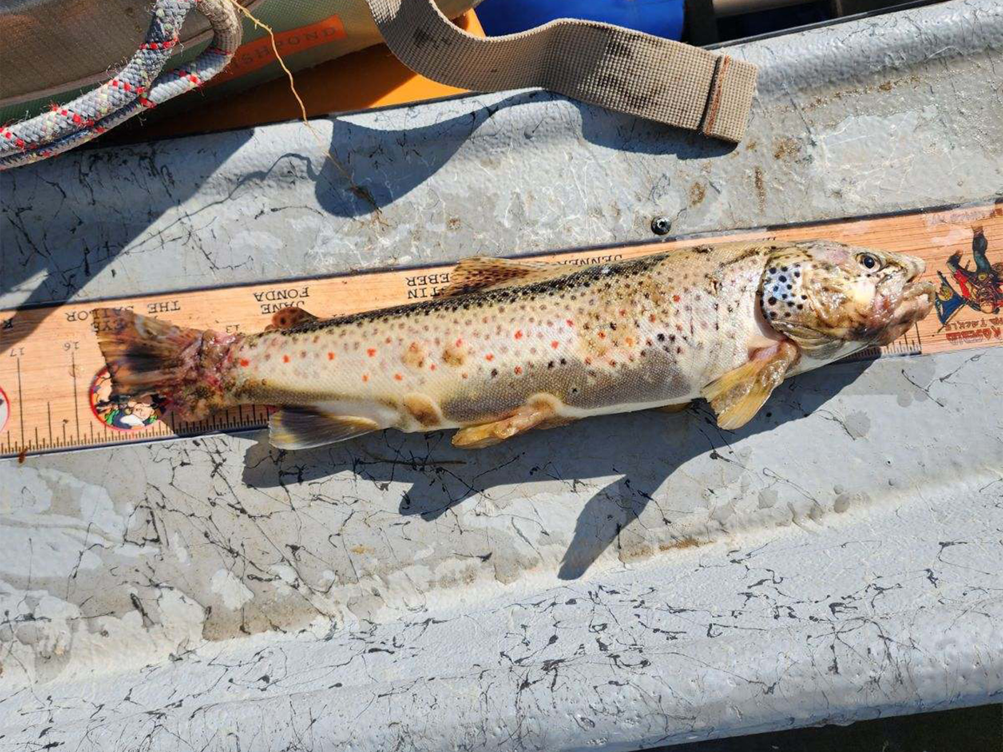 mt trout declines dead brown 1