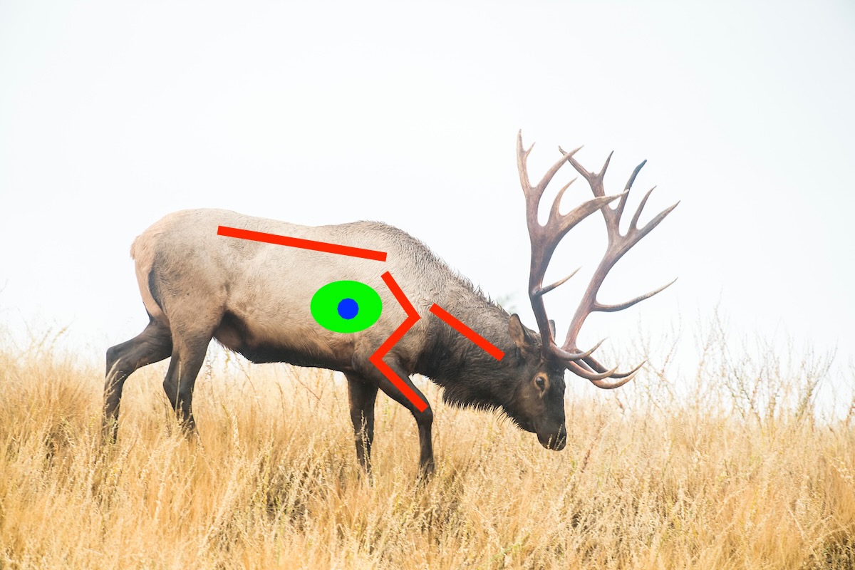 Where to aim on a broadside elk with a bow 