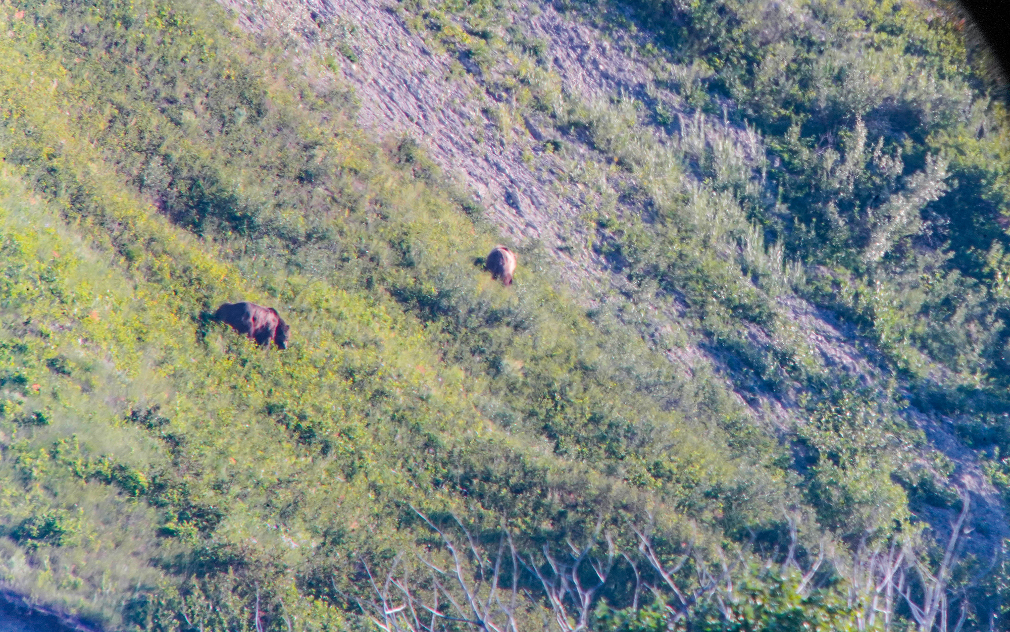 Spotted bears during spotting scope test.
