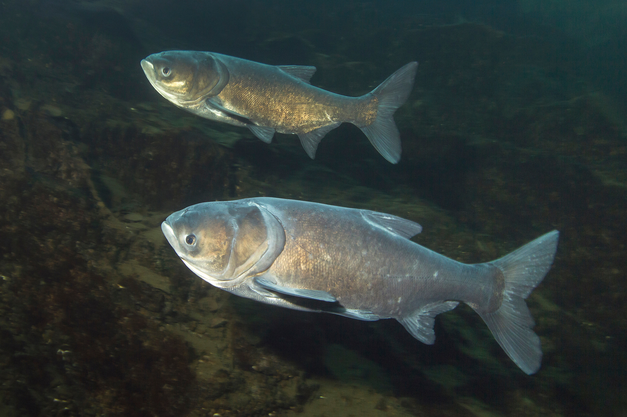 Bighead carp (pictured here) and the other three invasive carp species can by distinguished from common carp by noting the position of their eyeballs, which are located just below their mouths. 