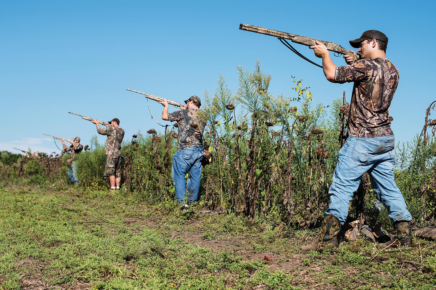 dove hunters with raised shotguns line the edge of a brown sunflower field