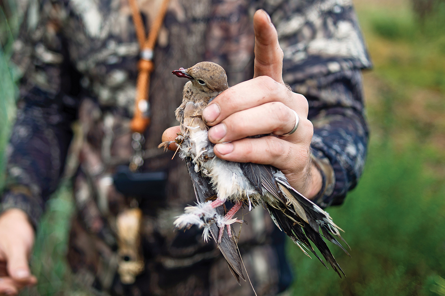 dead dove in foreground being held by hunter in camo