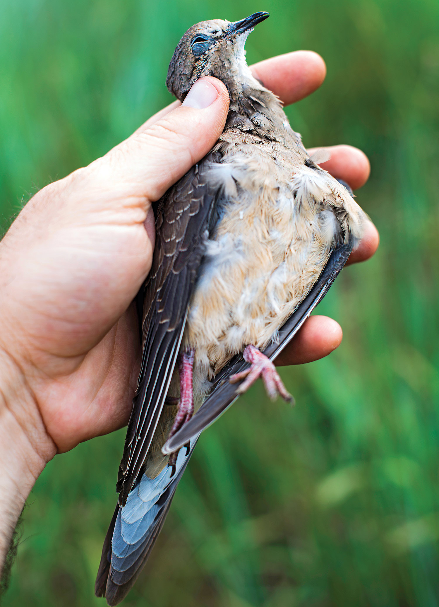 Dead dove in hand, grassy background