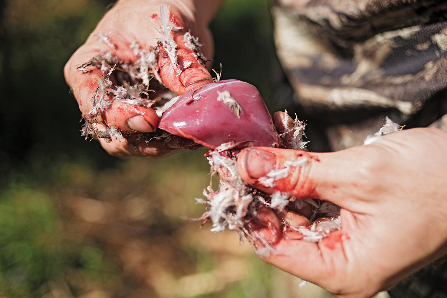 dove breast meat in hands that are bloody and covered in feathers