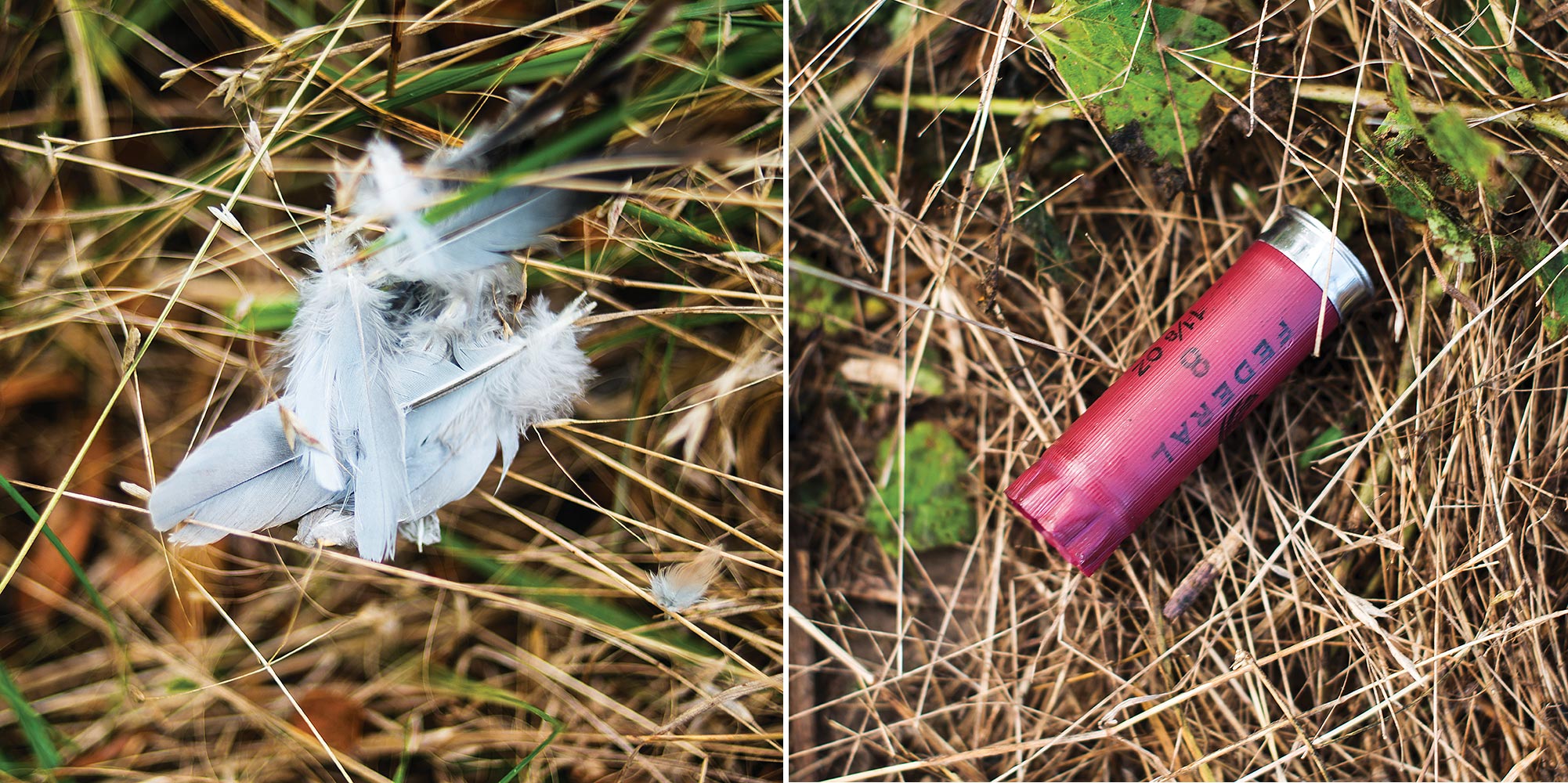 Diptych of dove feathers on grass and spent shotgun shell on grass