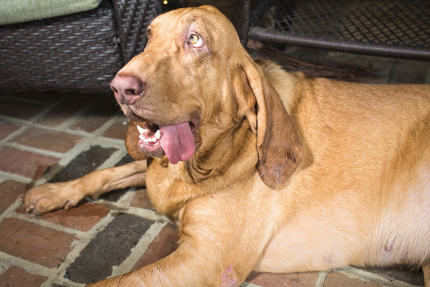 hound dog rests on brick floor