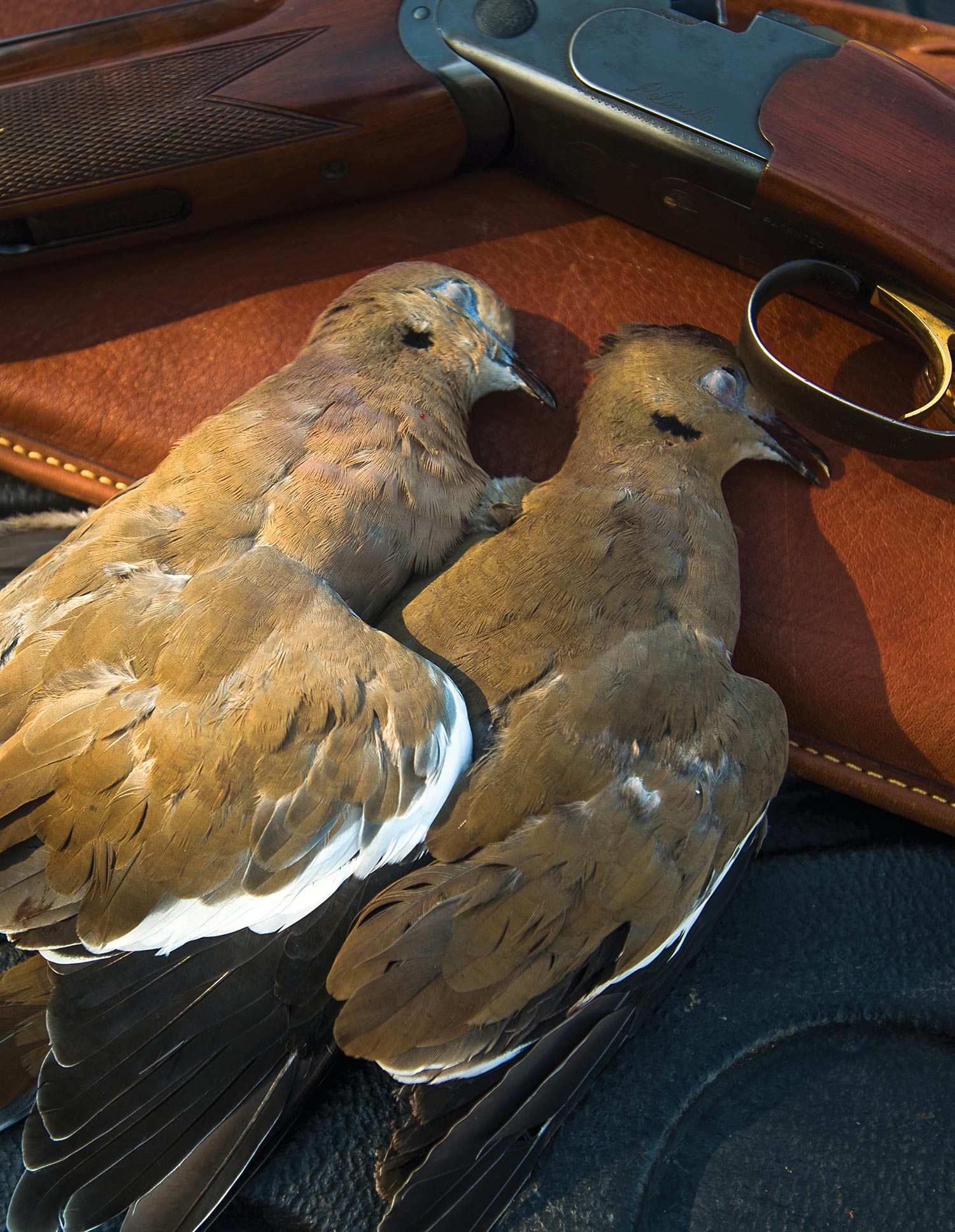 two doves laid atop leather gun case, with broken shotgun nearby