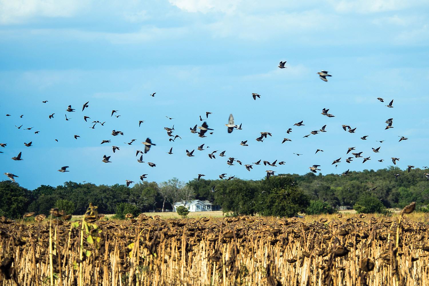 doves fly across blue sky over dead sunflower field