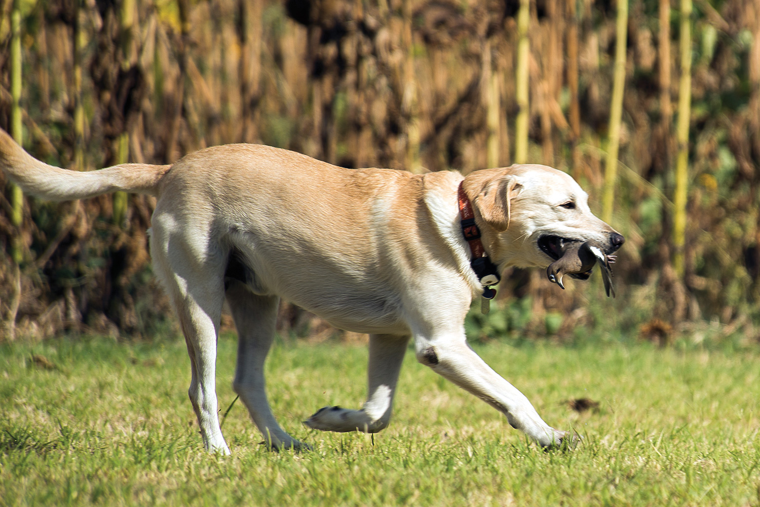 Yellow Lab carries dove in mouth over grass with dead sunflowers behind