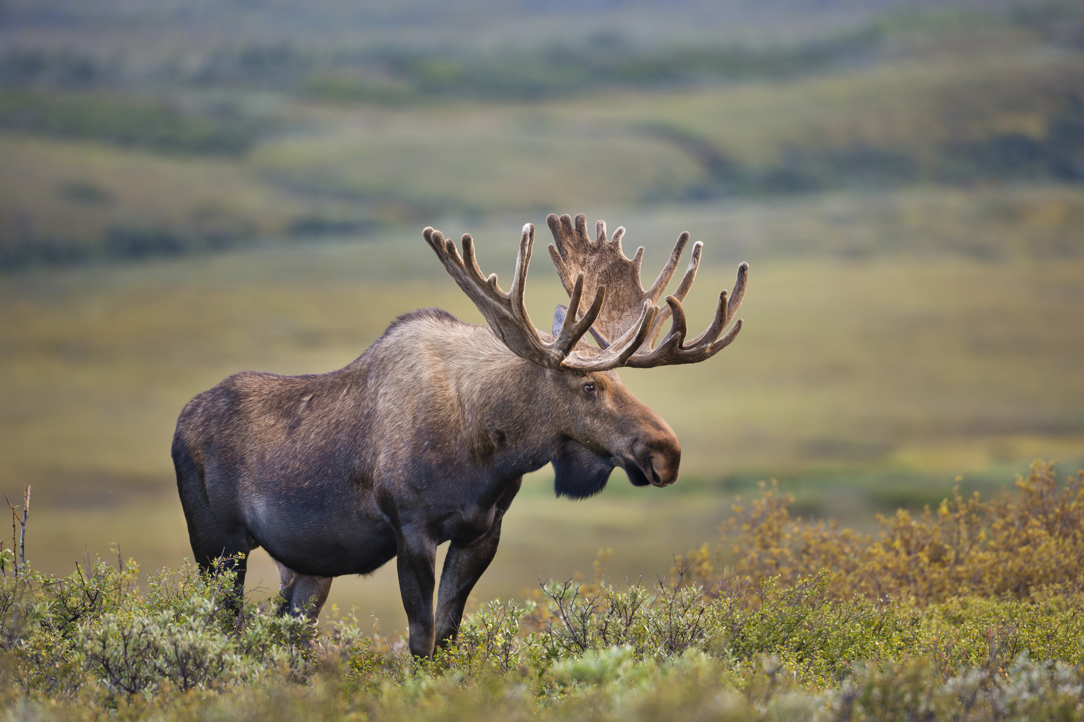 how big is a moose