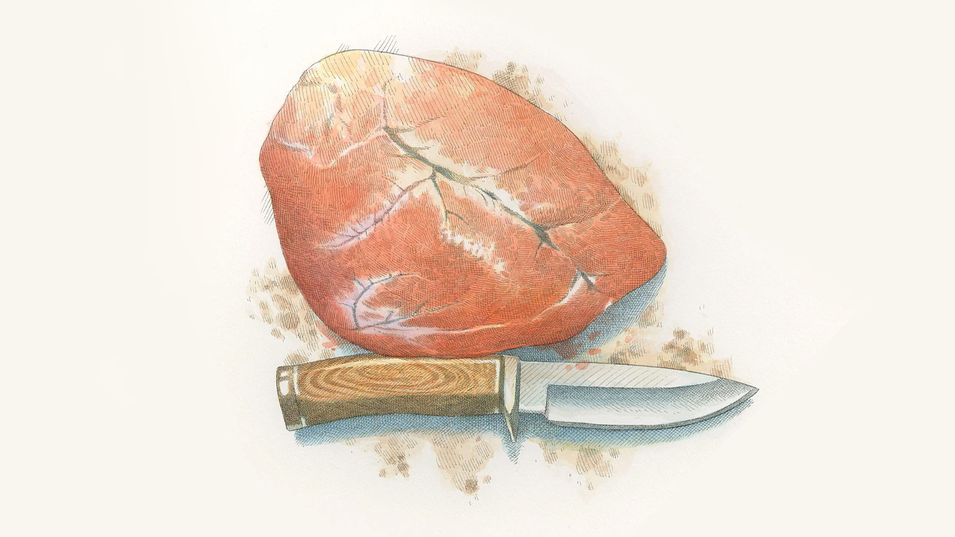 An illustration of a deer heart and a fixed blade knife.