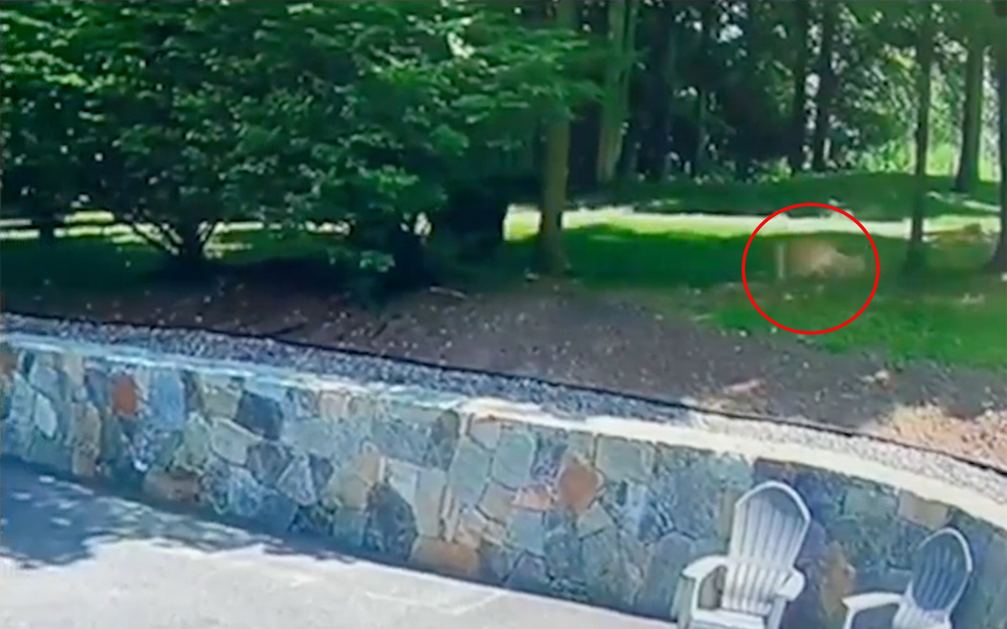 video CT dog chases black bear