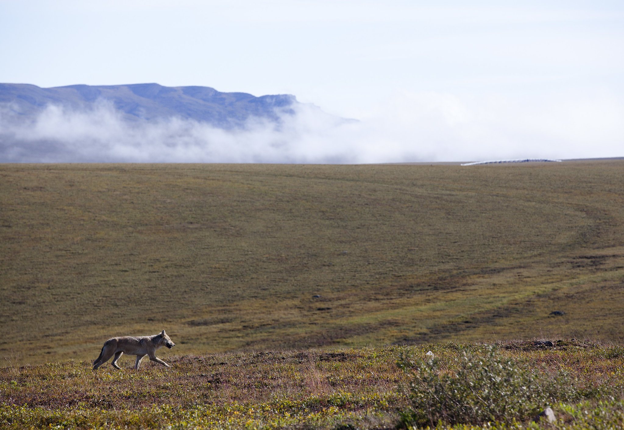 A wolf traveled nearly 3000 miles across Alaska.