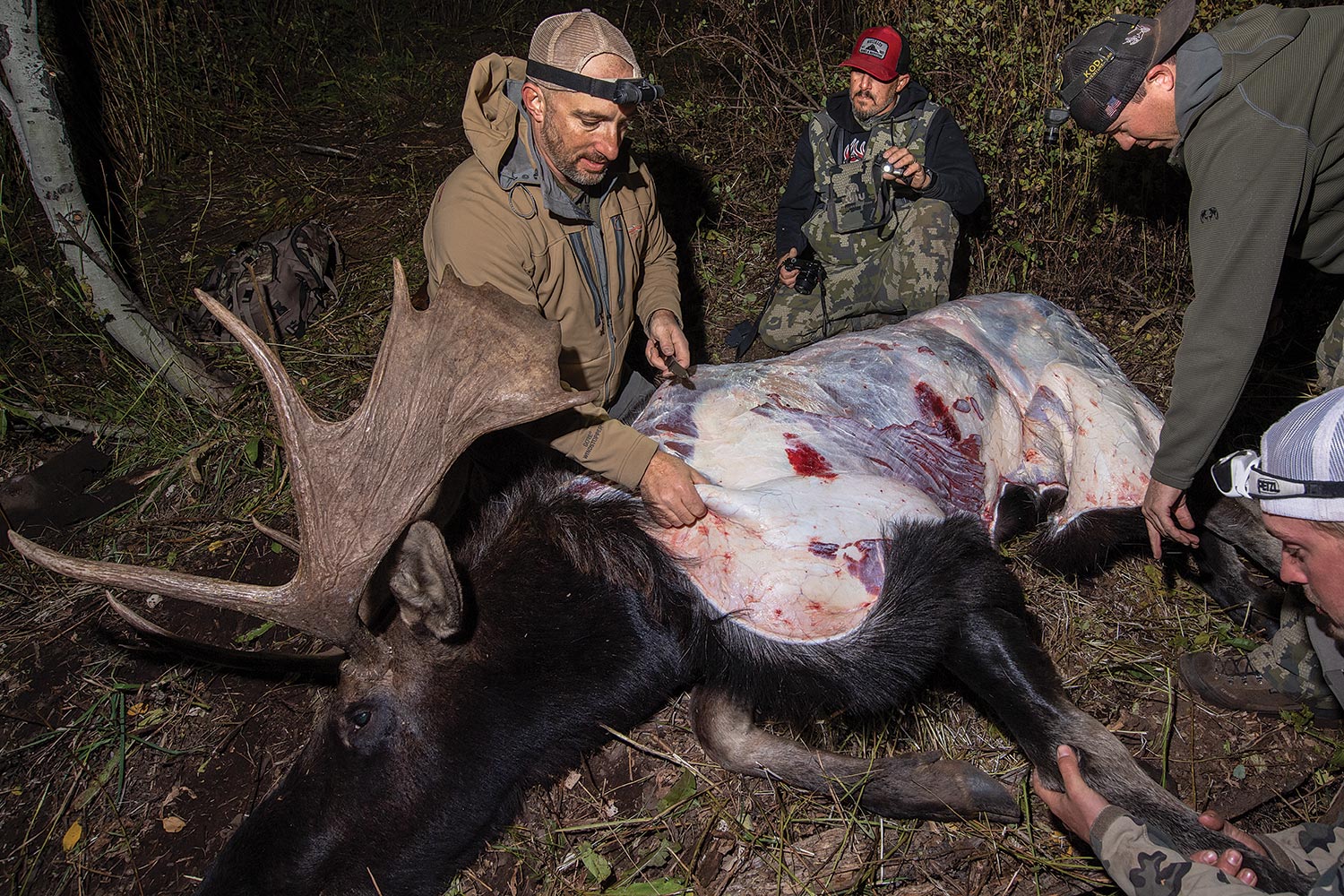 Four hunters skin moose in darkness using headlamps for light.