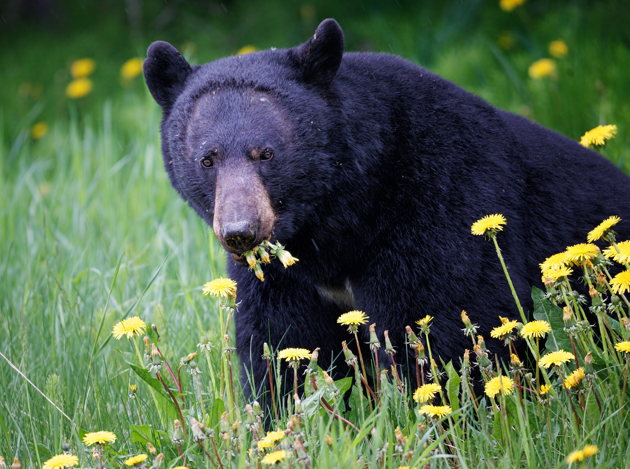 What does a black bear eat? In this case, a mouthful of dandelions.